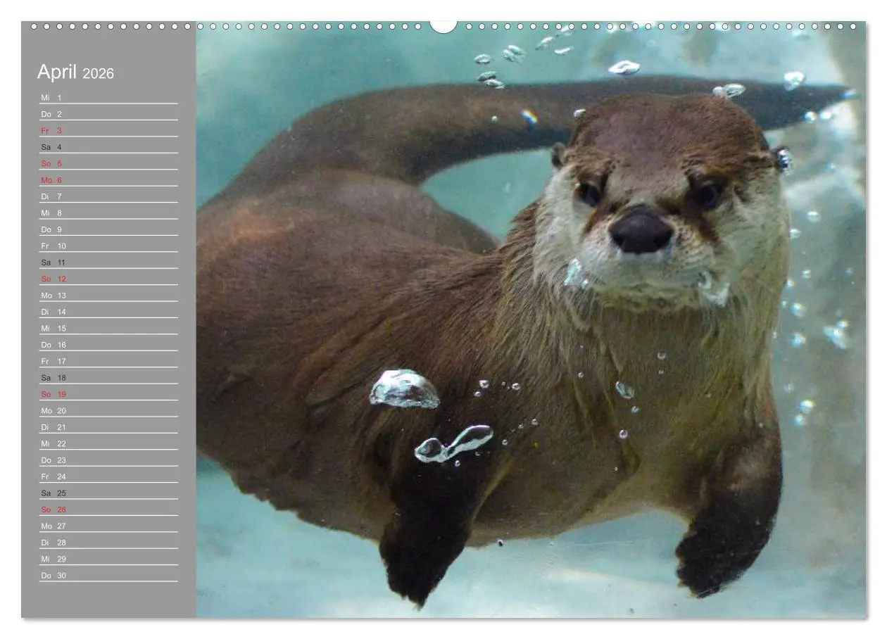 Bild: 9783516009088 | Otter. Frech, laut und clever (hochwertiger Premium Wandkalender...