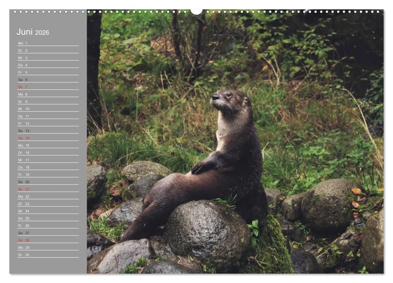 Bild: 9783516009088 | Otter. Frech, laut und clever (hochwertiger Premium Wandkalender...