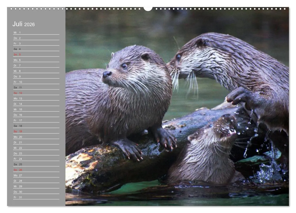 Bild: 9783516009088 | Otter. Frech, laut und clever (hochwertiger Premium Wandkalender...
