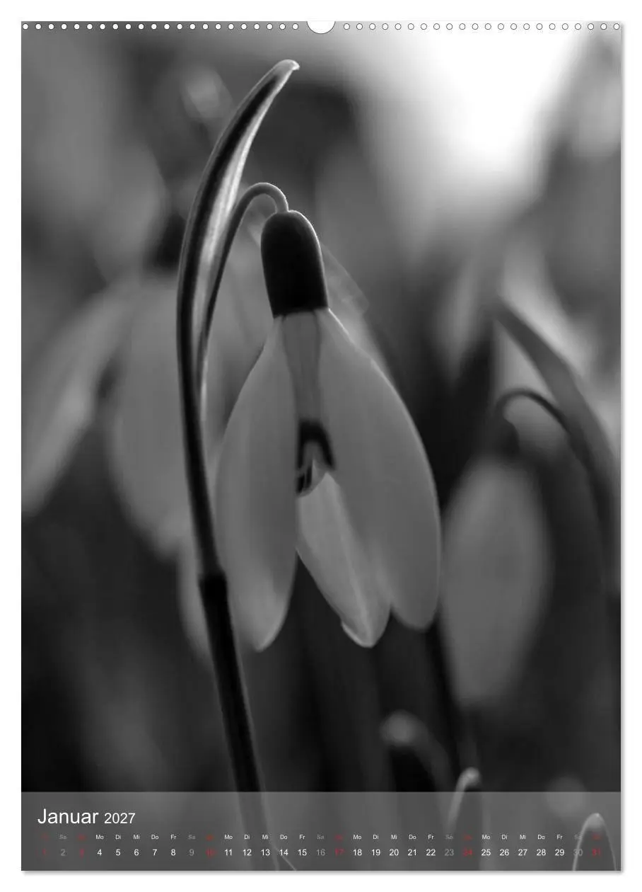 Bild: 9783569949188 | Monochrome Blüten - In Schwarz-Weiß Bildern durch das Jahr...