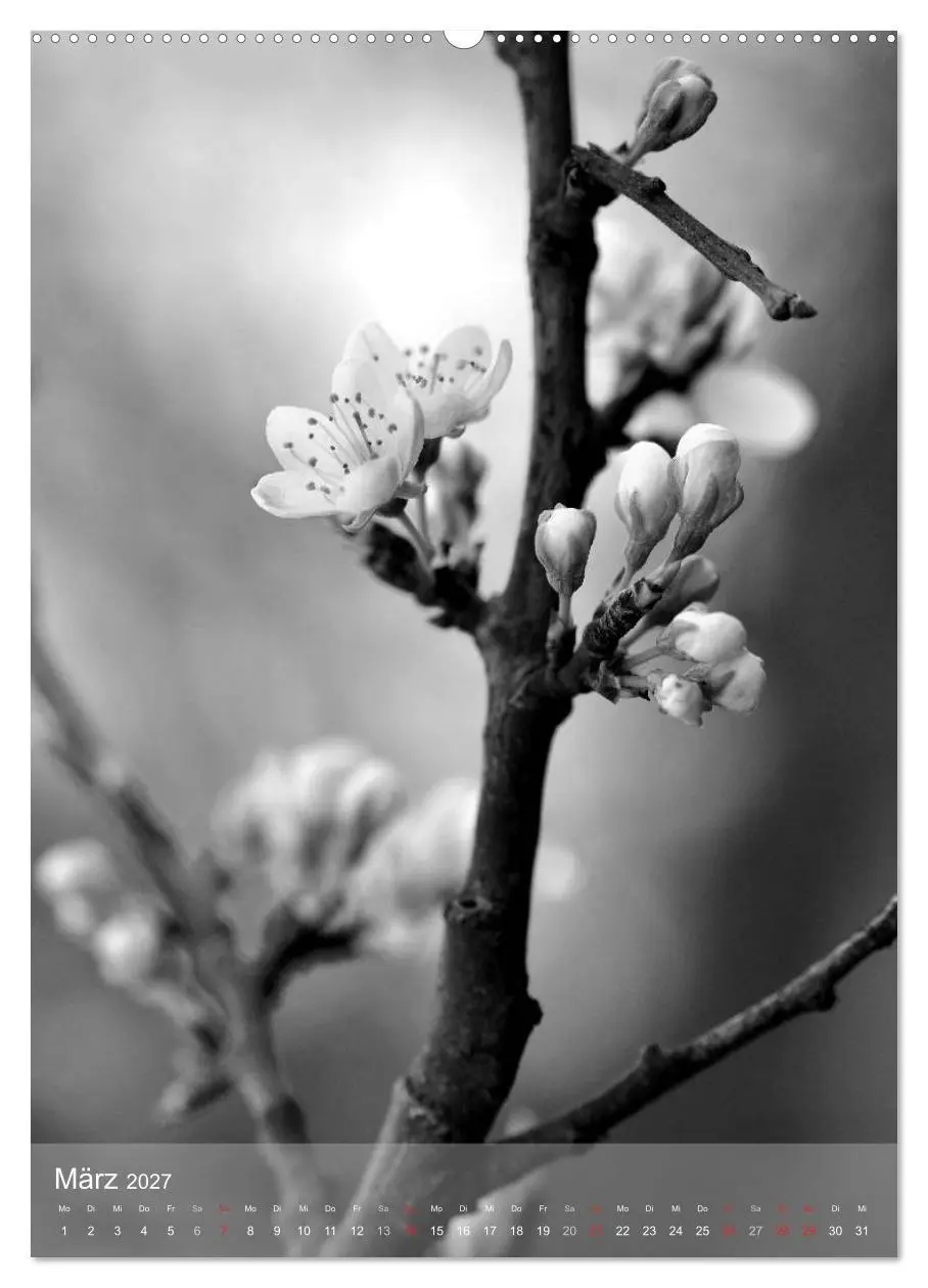 Bild: 9783569949188 | Monochrome Blüten - In Schwarz-Weiß Bildern durch das Jahr...