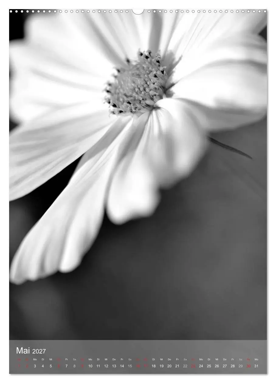 Bild: 9783569949188 | Monochrome Blüten - In Schwarz-Weiß Bildern durch das Jahr...