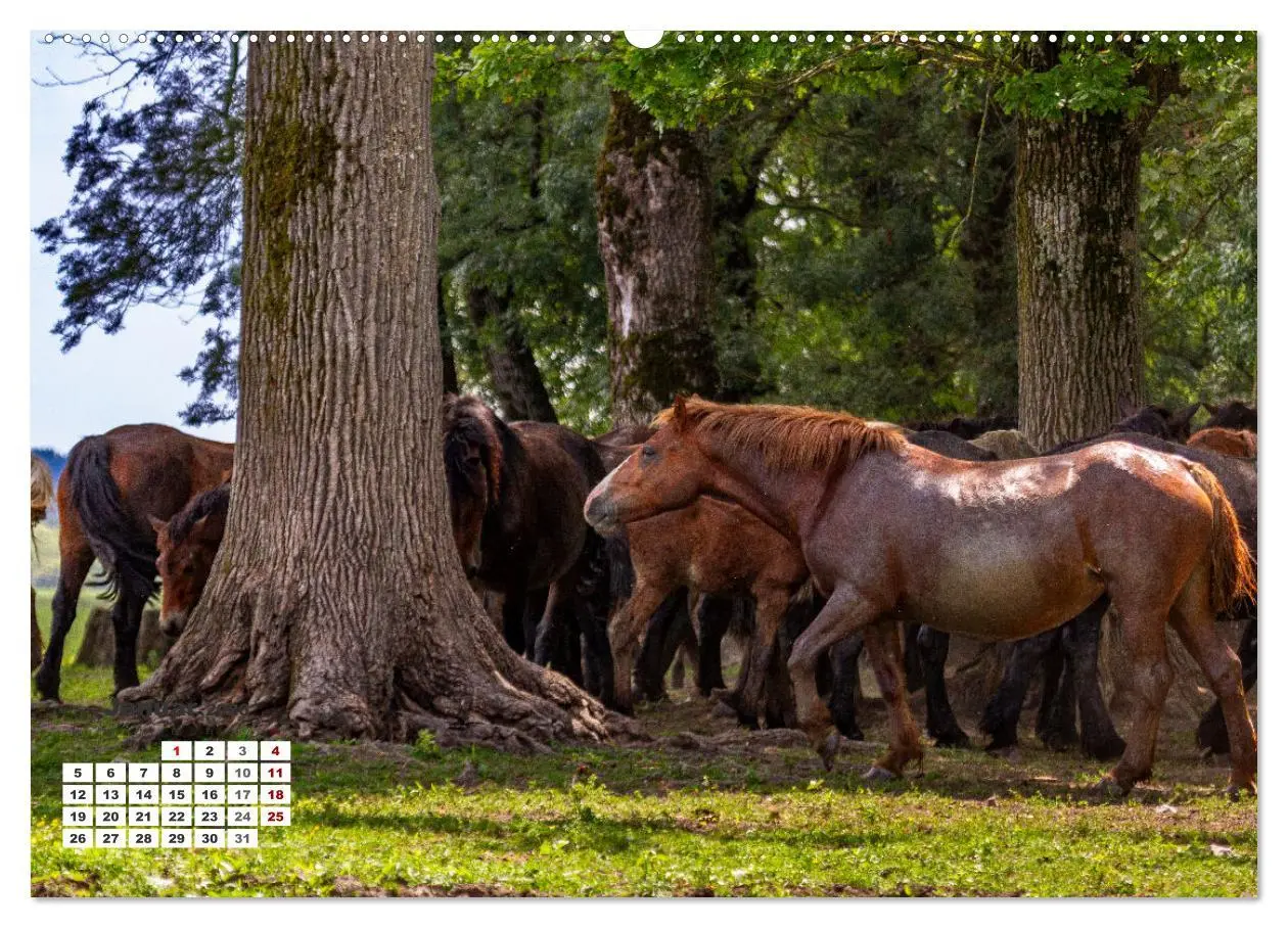 Bild: 9783457509388 | Kroatien - Entlang der Save (Wandkalender 2026 DIN A2 quer),...