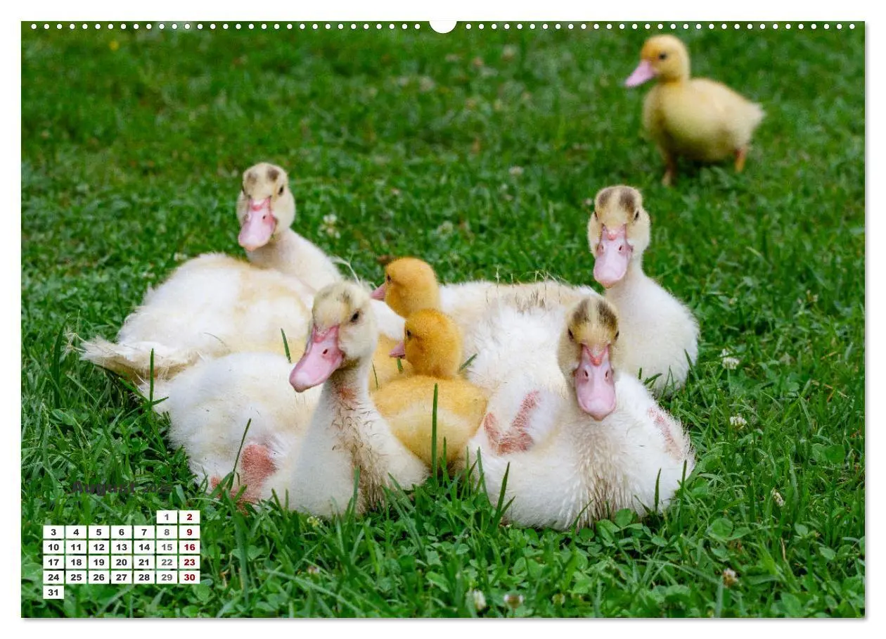 Bild: 9783457509388 | Kroatien - Entlang der Save (Wandkalender 2026 DIN A2 quer),...