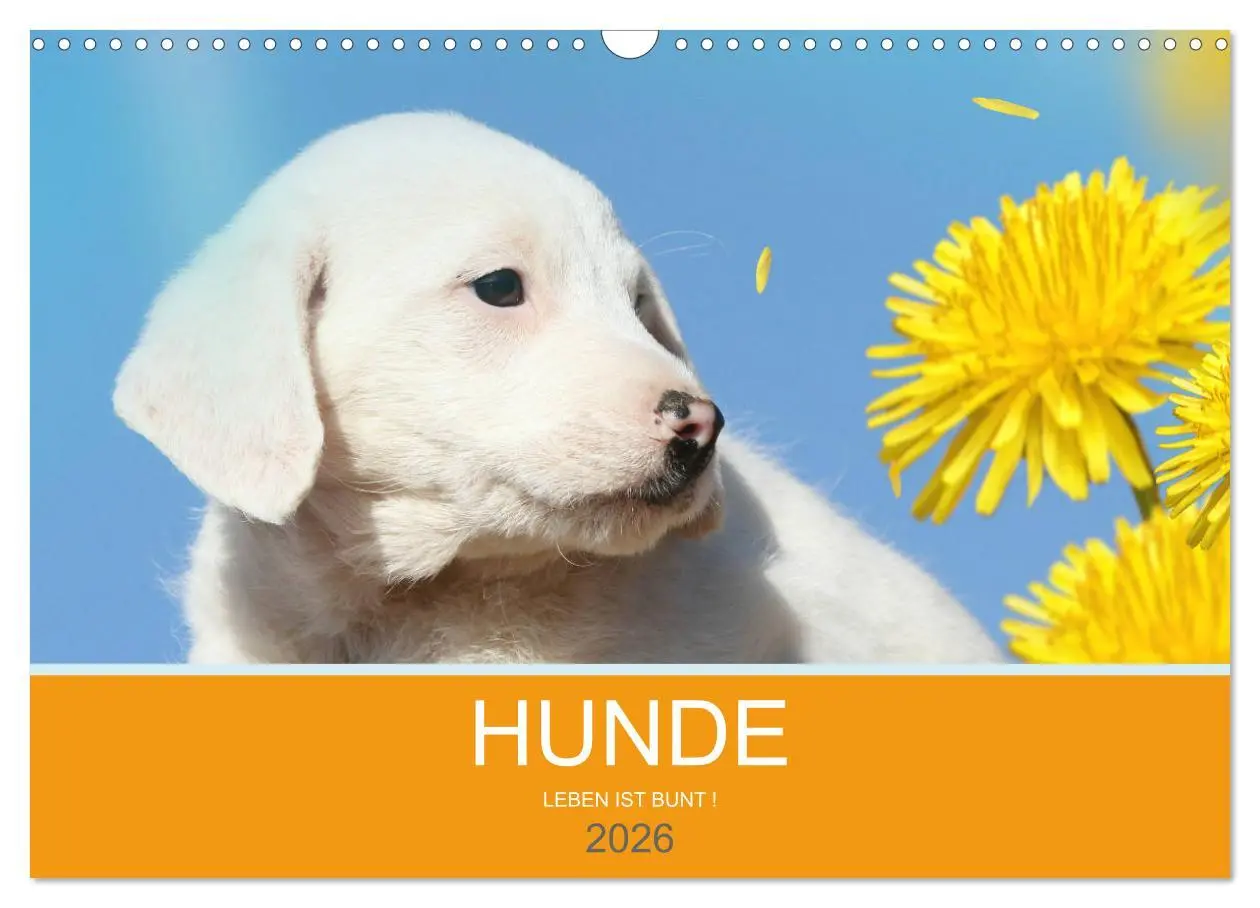 Cover: 9783457819388 | HUNDE LEBEN IST BUNT (Wandkalender 2026 DIN A3 quer), CALVENDO...