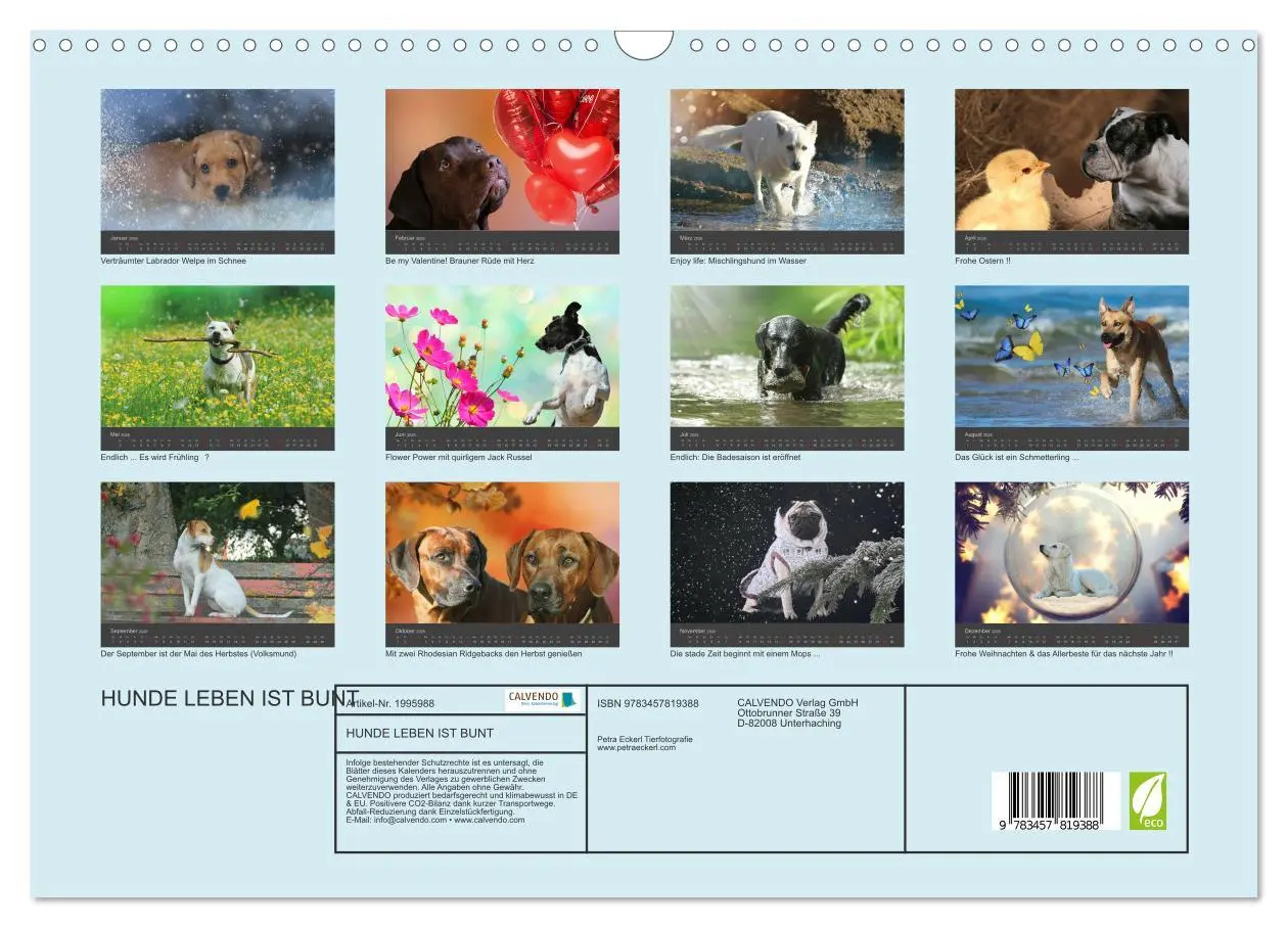 Bild: 9783457819388 | HUNDE LEBEN IST BUNT (Wandkalender 2026 DIN A3 quer), CALVENDO...
