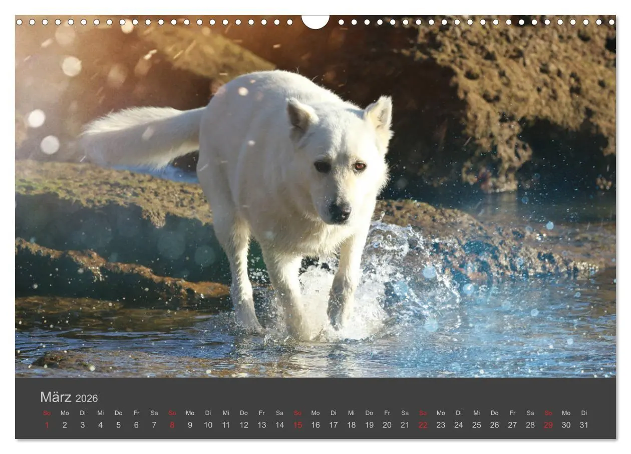 Bild: 9783457819388 | HUNDE LEBEN IST BUNT (Wandkalender 2026 DIN A3 quer), CALVENDO...