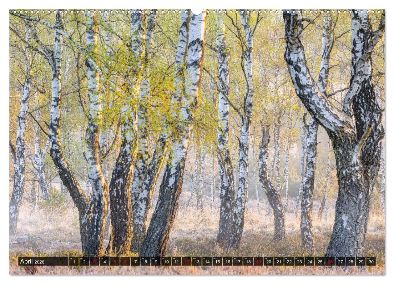 Bild: 9783457429488 | Die Lüneburger Heide - Faszination einer Naturlandschaft...