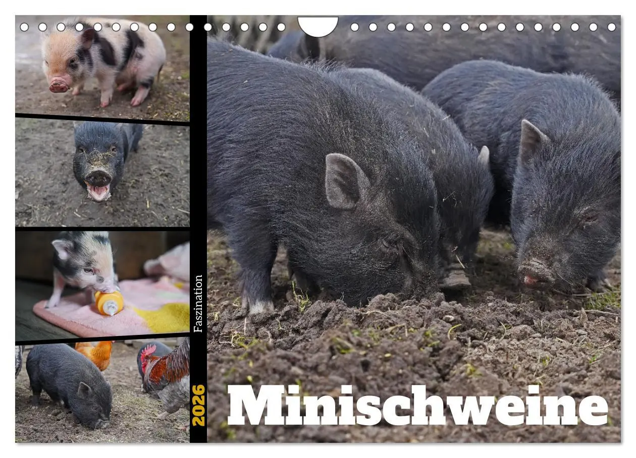 Cover: 9783457589588 | Faszination Minischweine (Wandkalender 2026 DIN A4 quer), CALVENDO...