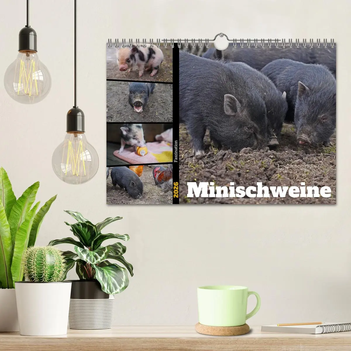Bild: 9783457589588 | Faszination Minischweine (Wandkalender 2026 DIN A4 quer), CALVENDO...