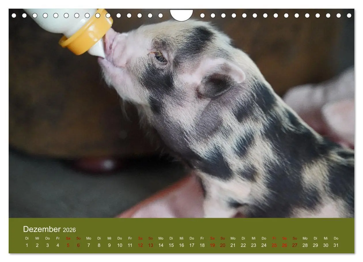 Bild: 9783457589588 | Faszination Minischweine (Wandkalender 2026 DIN A4 quer), CALVENDO...