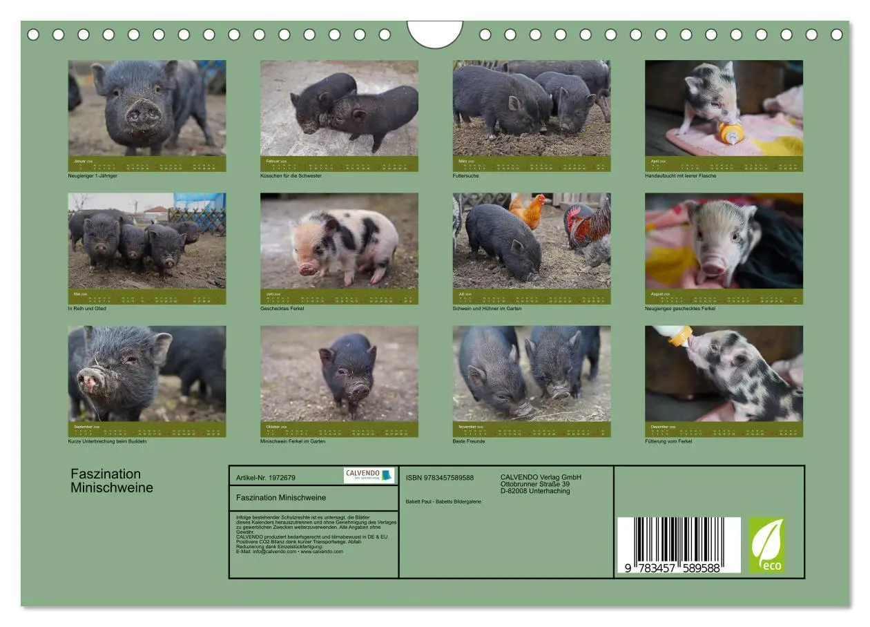 Bild: 9783457589588 | Faszination Minischweine (Wandkalender 2026 DIN A4 quer), CALVENDO...