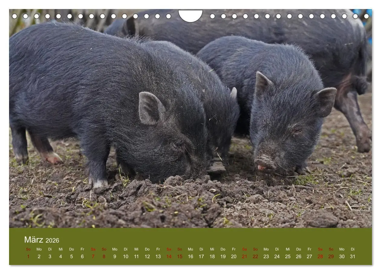 Bild: 9783457589588 | Faszination Minischweine (Wandkalender 2026 DIN A4 quer), CALVENDO...
