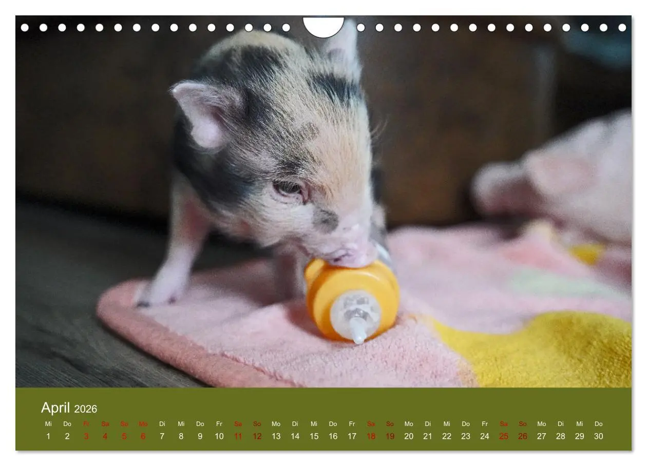Bild: 9783457589588 | Faszination Minischweine (Wandkalender 2026 DIN A4 quer), CALVENDO...