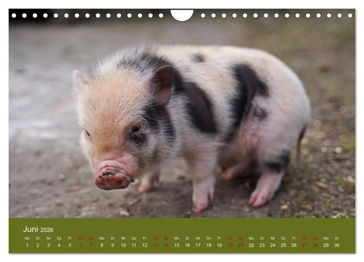 Bild: 9783457589588 | Faszination Minischweine (Wandkalender 2026 DIN A4 quer), CALVENDO...