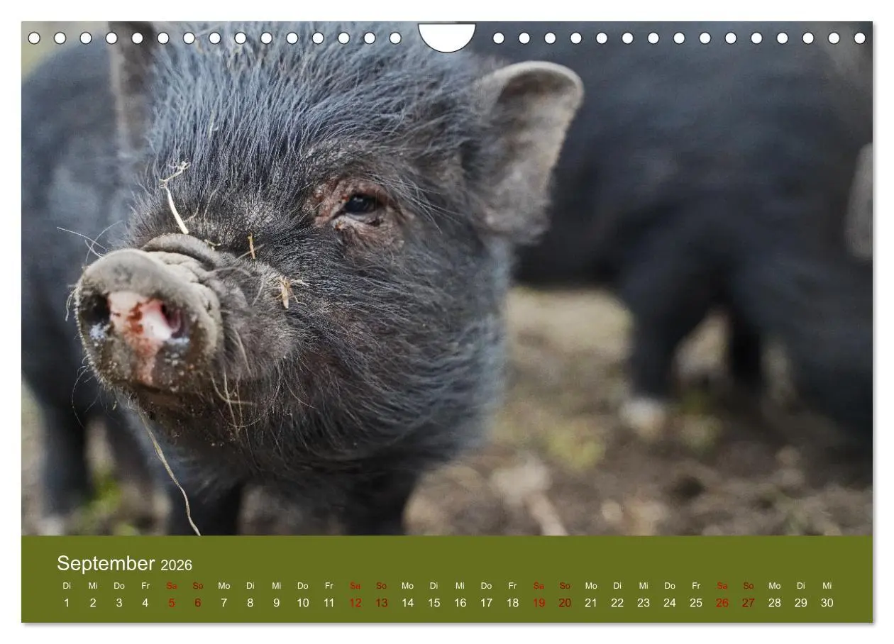 Bild: 9783457589588 | Faszination Minischweine (Wandkalender 2026 DIN A4 quer), CALVENDO...