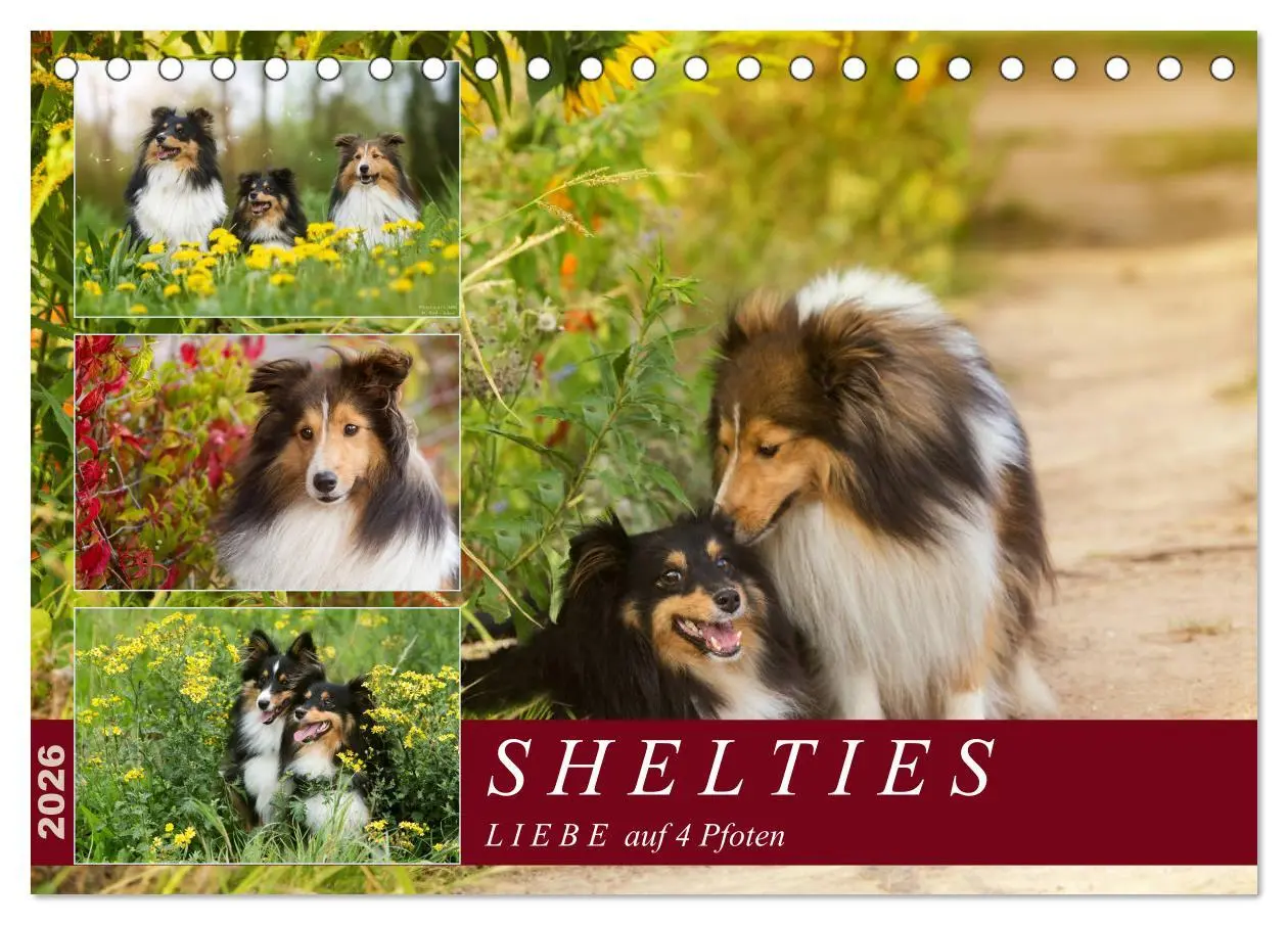 Cover: 9783457889688 | SHELTIES Liebe auf 4 Pfoten (Tischkalender 2026 DIN A5 quer),...
