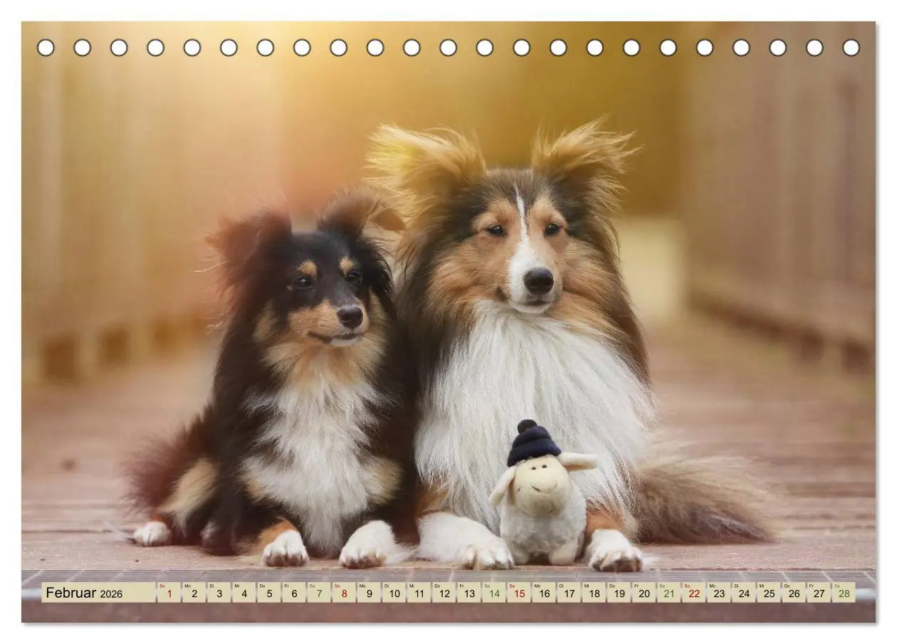 Bild: 9783457889688 | SHELTIES Liebe auf 4 Pfoten (Tischkalender 2026 DIN A5 quer),...