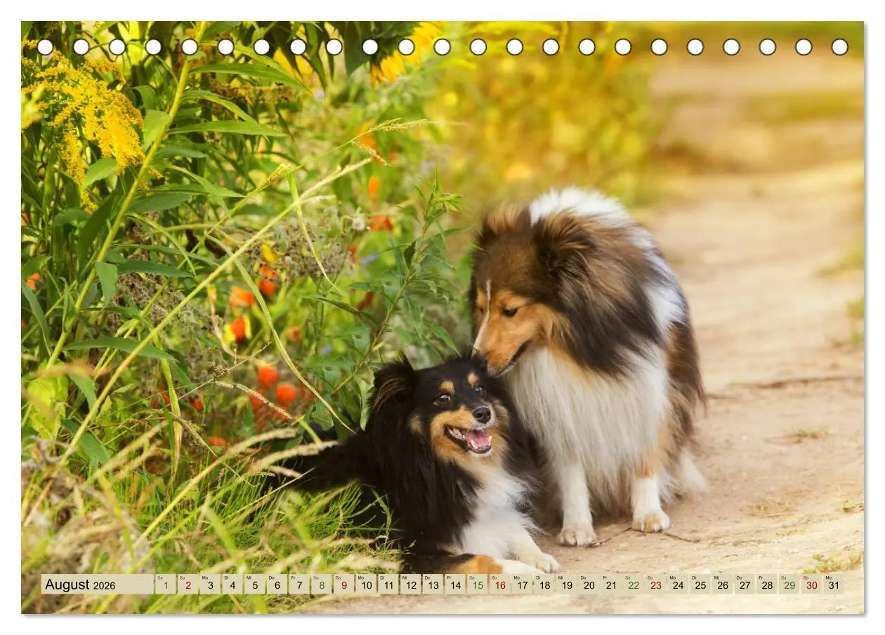 Bild: 9783457889688 | SHELTIES Liebe auf 4 Pfoten (Tischkalender 2026 DIN A5 quer),...