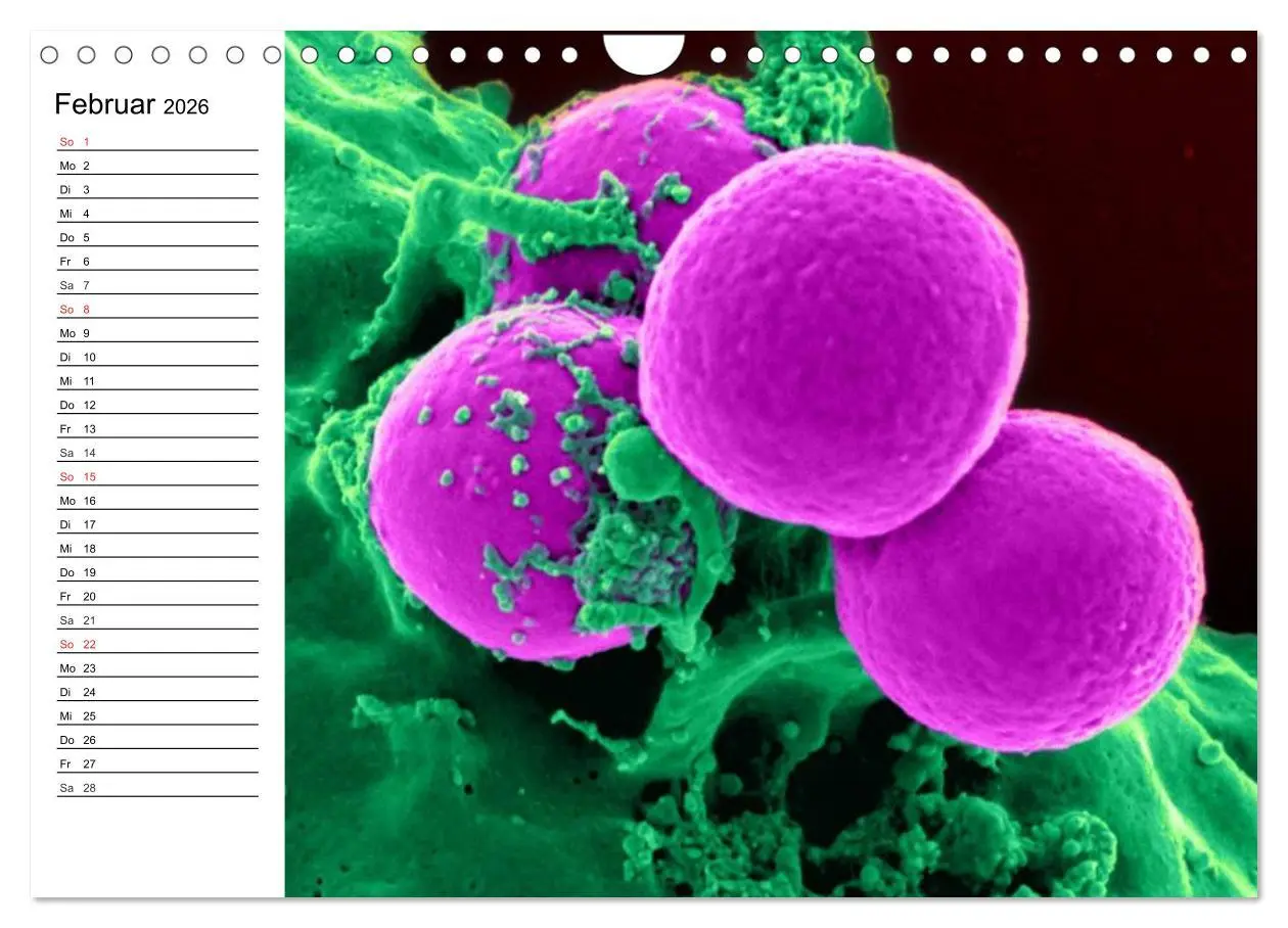 Bild: 9783457959688 | Mikrobiologie. Mikroorganismen, Genetik und Zellen (Wandkalender...
