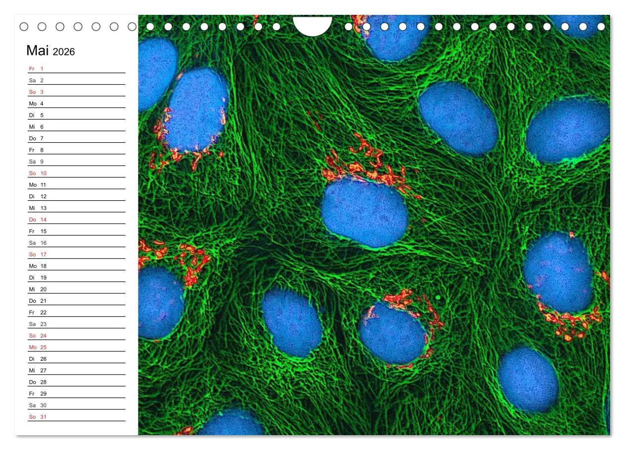 Bild: 9783457959688 | Mikrobiologie. Mikroorganismen, Genetik und Zellen (Wandkalender...