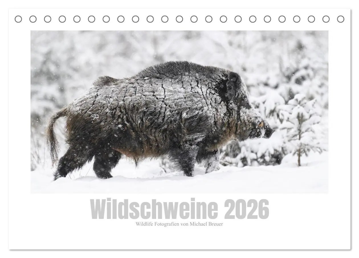 Cover: 9783457569788 | Wildschweine - Wildlife Fotografien (Tischkalender 2026 DIN A5...