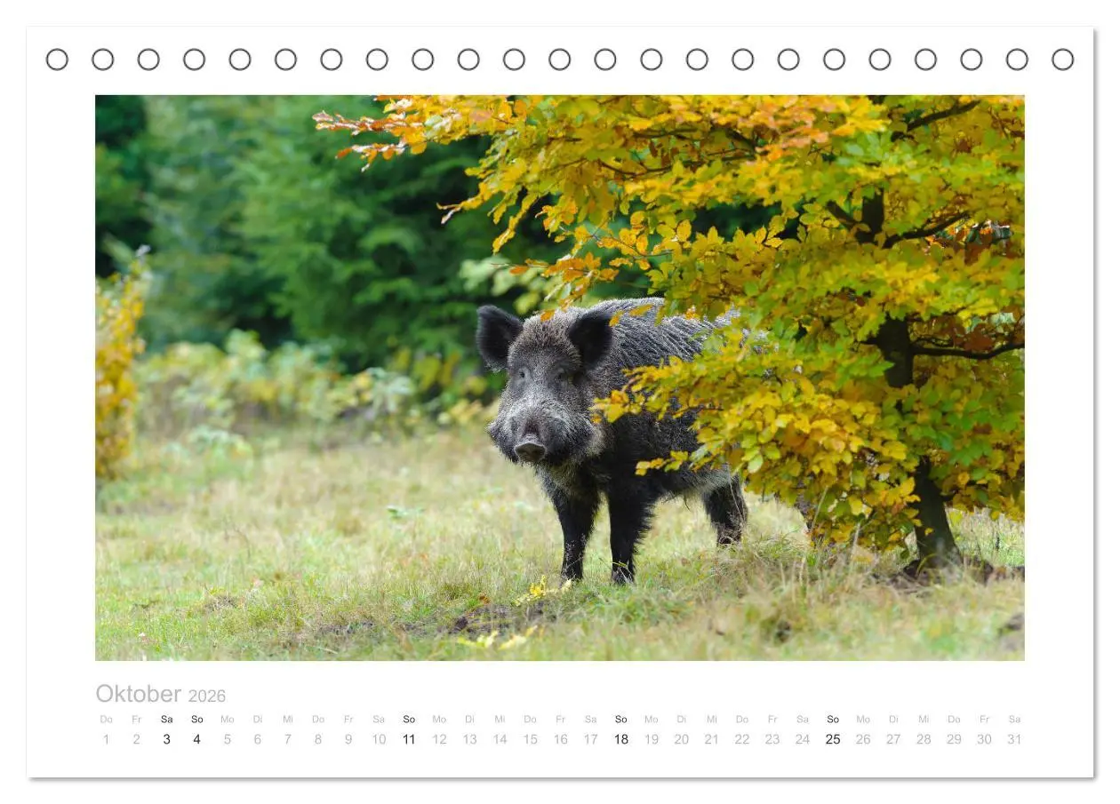 Bild: 9783457569788 | Wildschweine - Wildlife Fotografien (Tischkalender 2026 DIN A5...