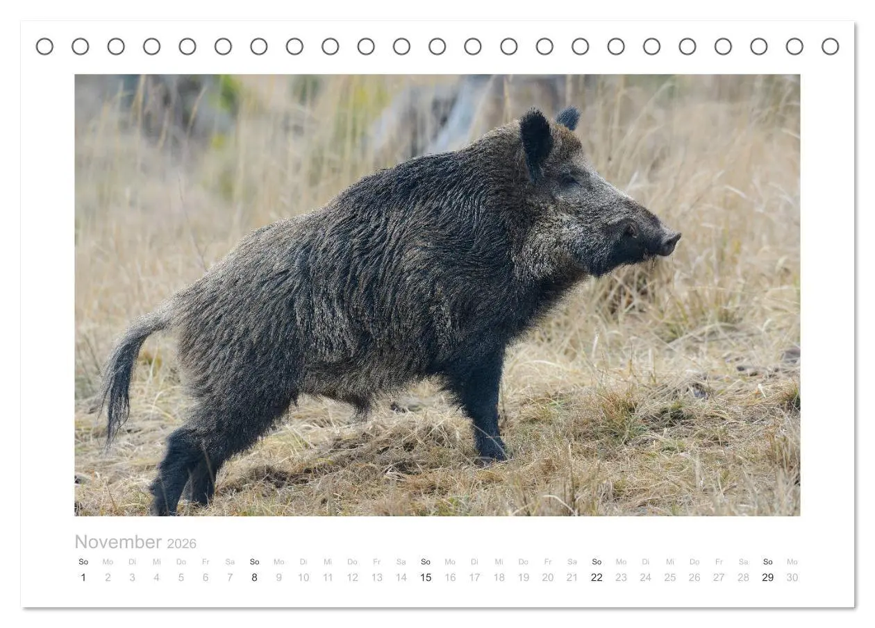 Bild: 9783457569788 | Wildschweine - Wildlife Fotografien (Tischkalender 2026 DIN A5...