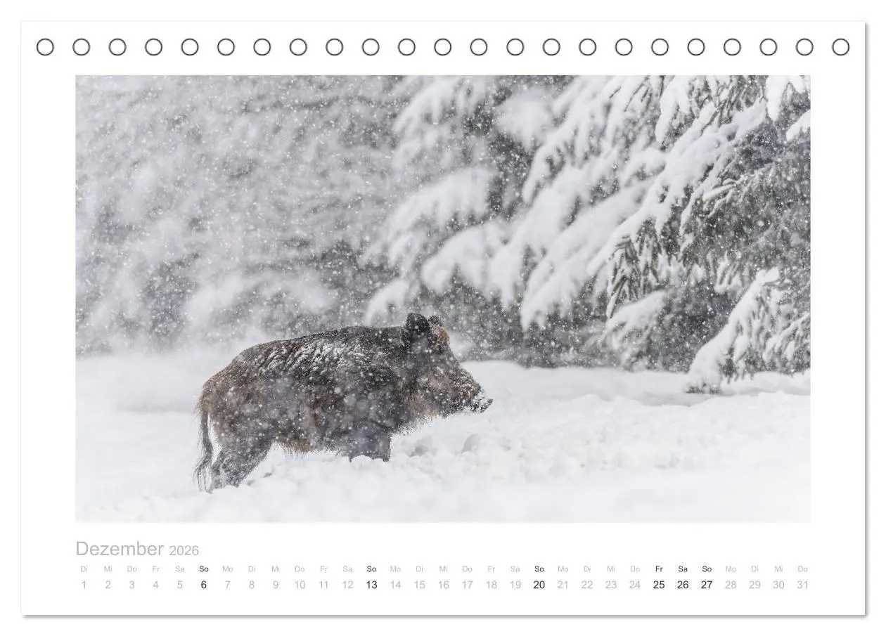 Bild: 9783457569788 | Wildschweine - Wildlife Fotografien (Tischkalender 2026 DIN A5...