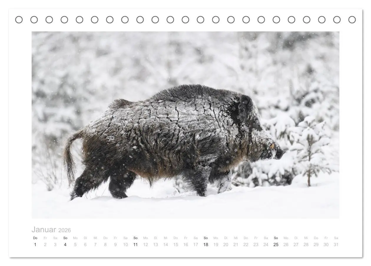 Bild: 9783457569788 | Wildschweine - Wildlife Fotografien (Tischkalender 2026 DIN A5...