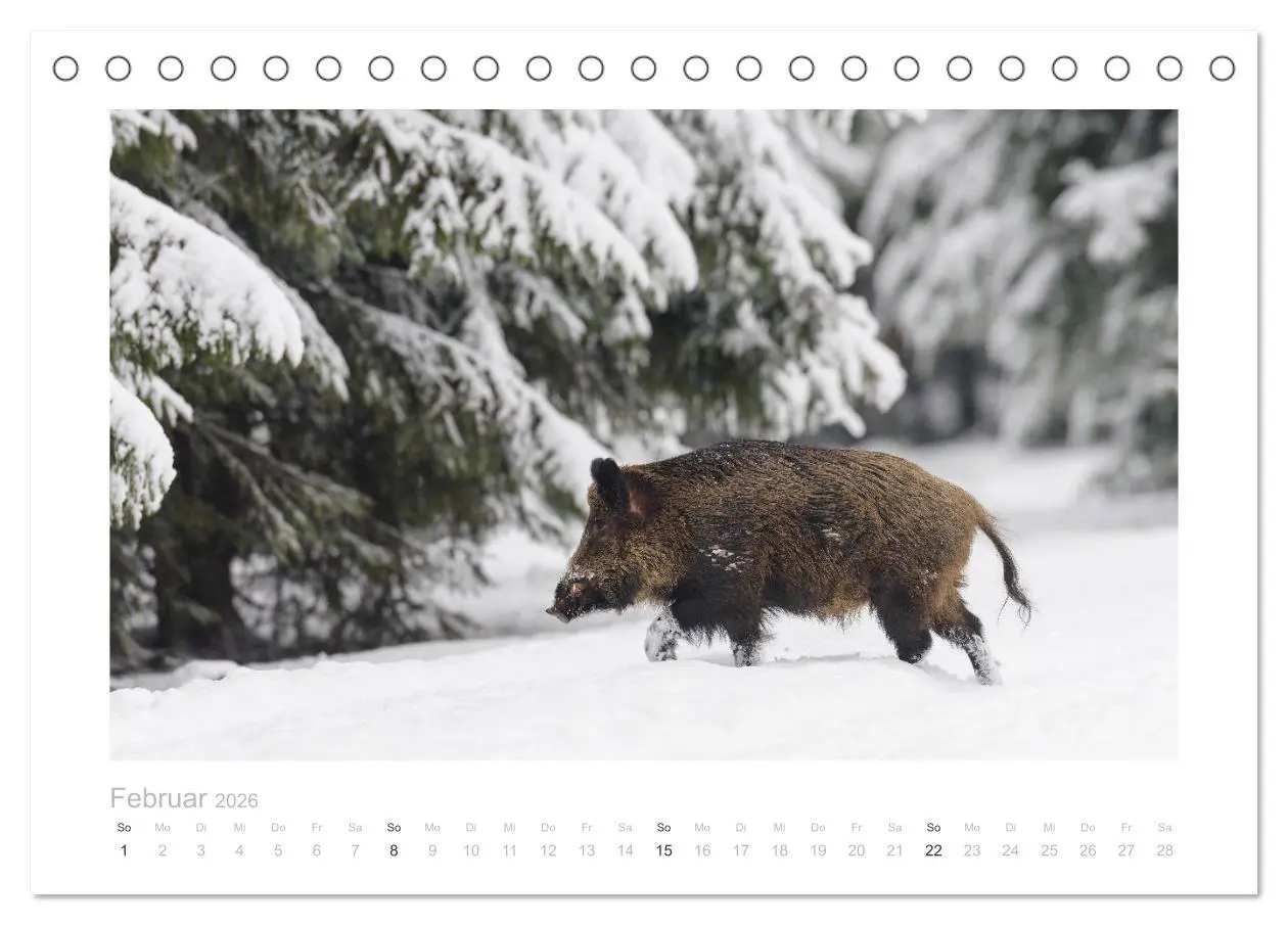 Bild: 9783457569788 | Wildschweine - Wildlife Fotografien (Tischkalender 2026 DIN A5...