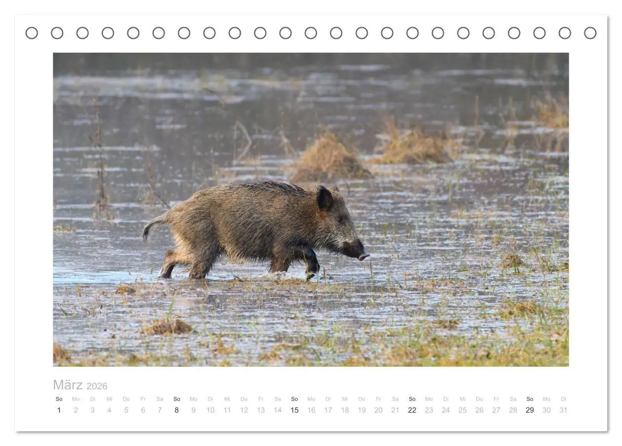 Bild: 9783457569788 | Wildschweine - Wildlife Fotografien (Tischkalender 2026 DIN A5...