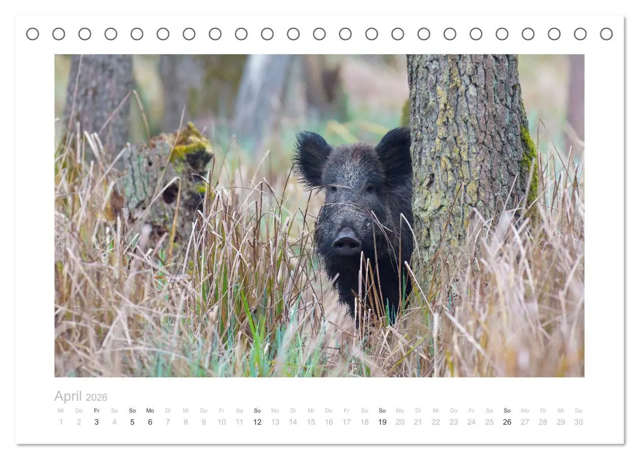 Bild: 9783457569788 | Wildschweine - Wildlife Fotografien (Tischkalender 2026 DIN A5...