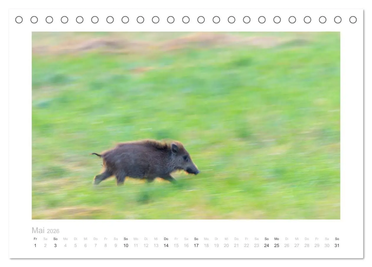 Bild: 9783457569788 | Wildschweine - Wildlife Fotografien (Tischkalender 2026 DIN A5...