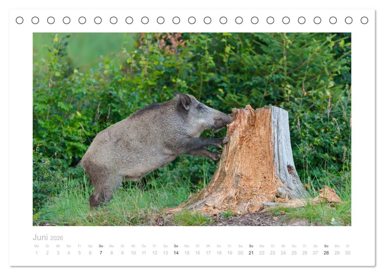Bild: 9783457569788 | Wildschweine - Wildlife Fotografien (Tischkalender 2026 DIN A5...