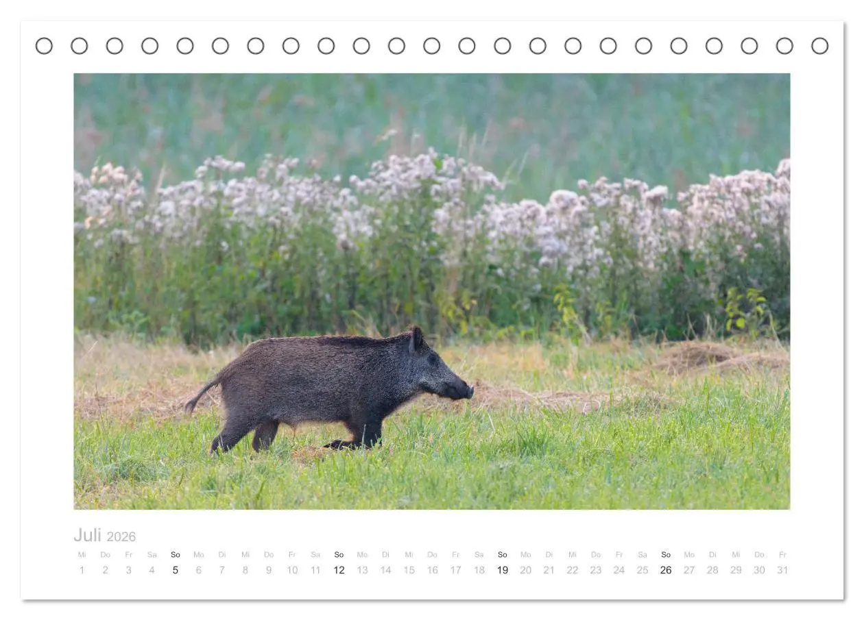 Bild: 9783457569788 | Wildschweine - Wildlife Fotografien (Tischkalender 2026 DIN A5...