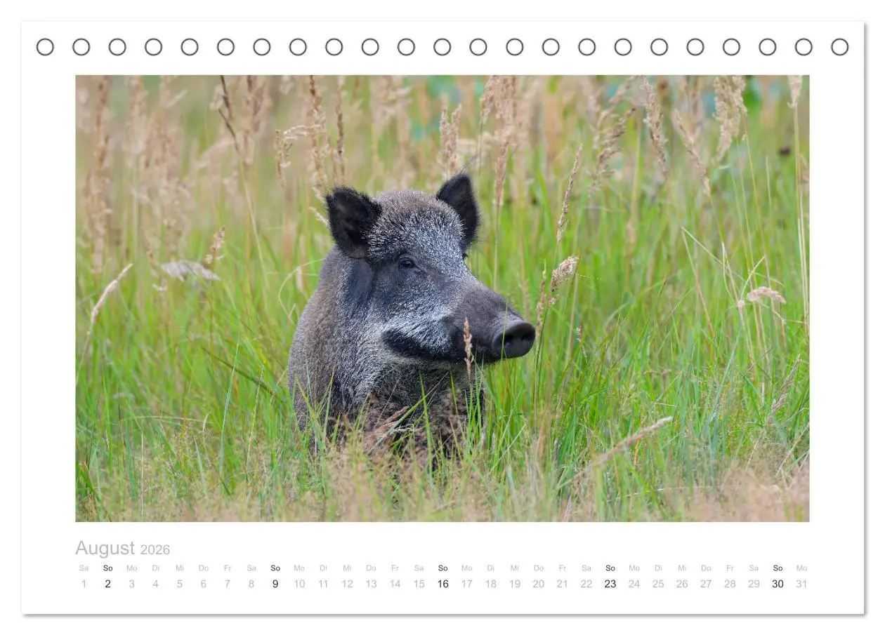 Bild: 9783457569788 | Wildschweine - Wildlife Fotografien (Tischkalender 2026 DIN A5...