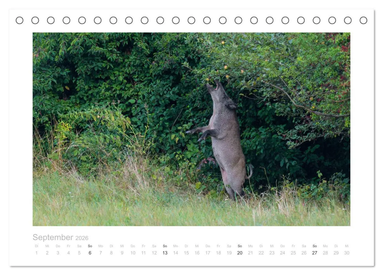 Bild: 9783457569788 | Wildschweine - Wildlife Fotografien (Tischkalender 2026 DIN A5...