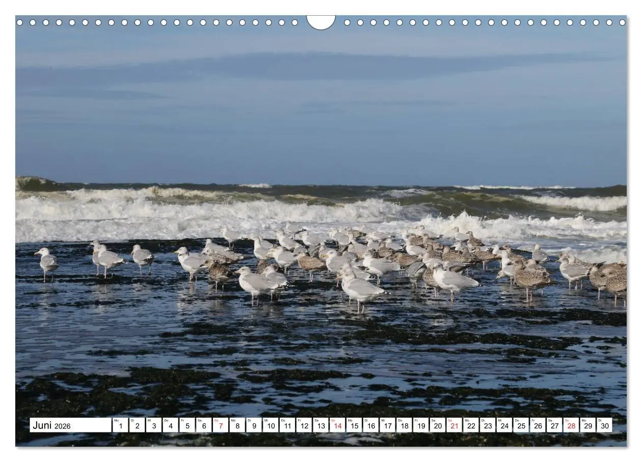 Bild: 9783516029888 | Callantsoog (Wandkalender 2026 DIN A3 quer), CALVENDO Monatskalender