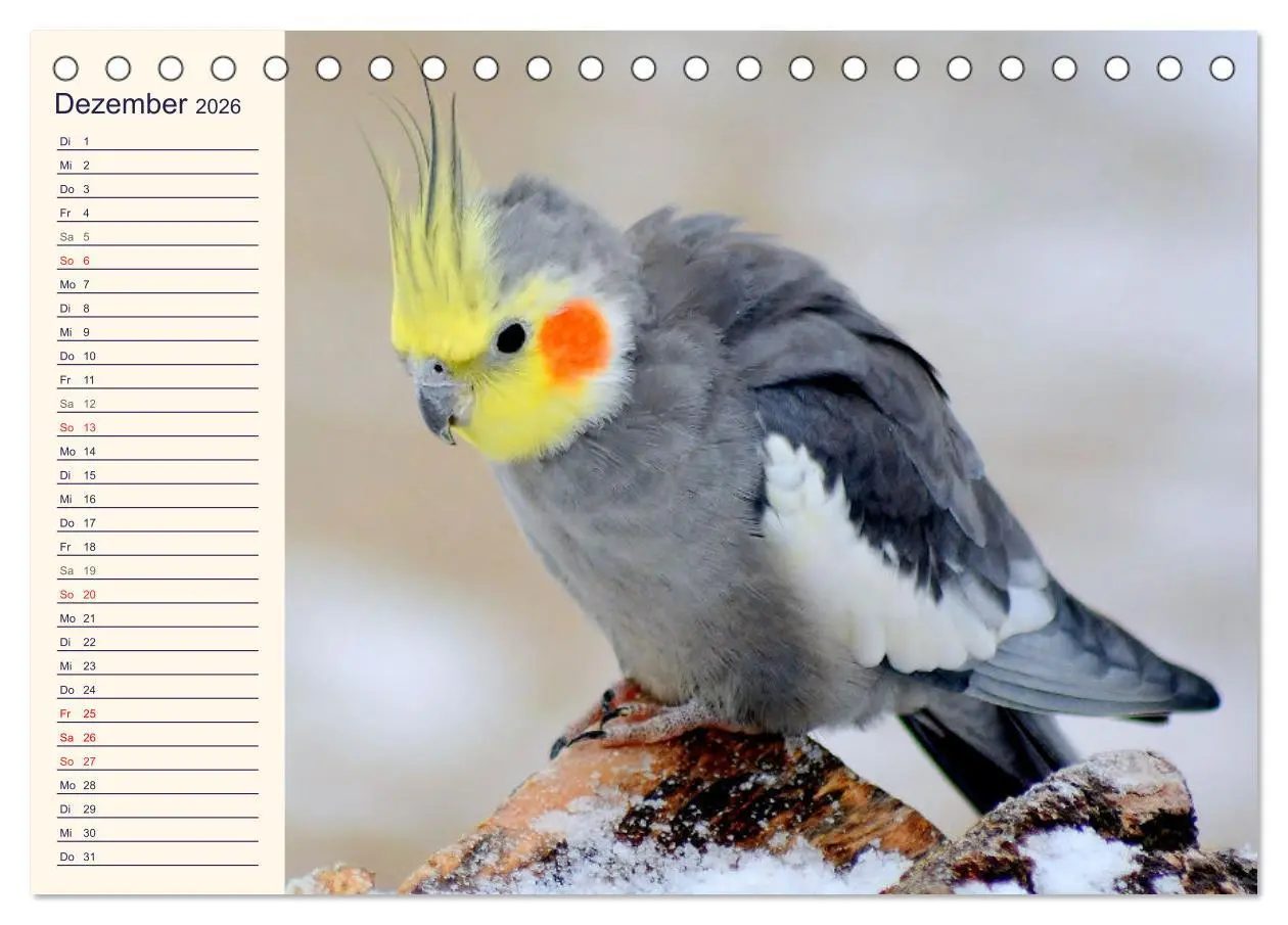 Bild: 9783457619988 | Bezaubernde Schreihälse. Wellen- und Nymphensittiche (Tischkalender...