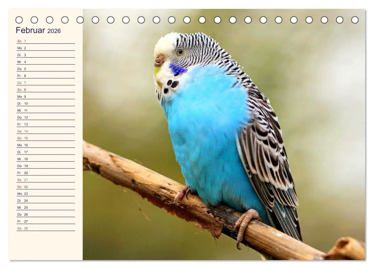 Bild: 9783457619988 | Bezaubernde Schreihälse. Wellen- und Nymphensittiche (Tischkalender...