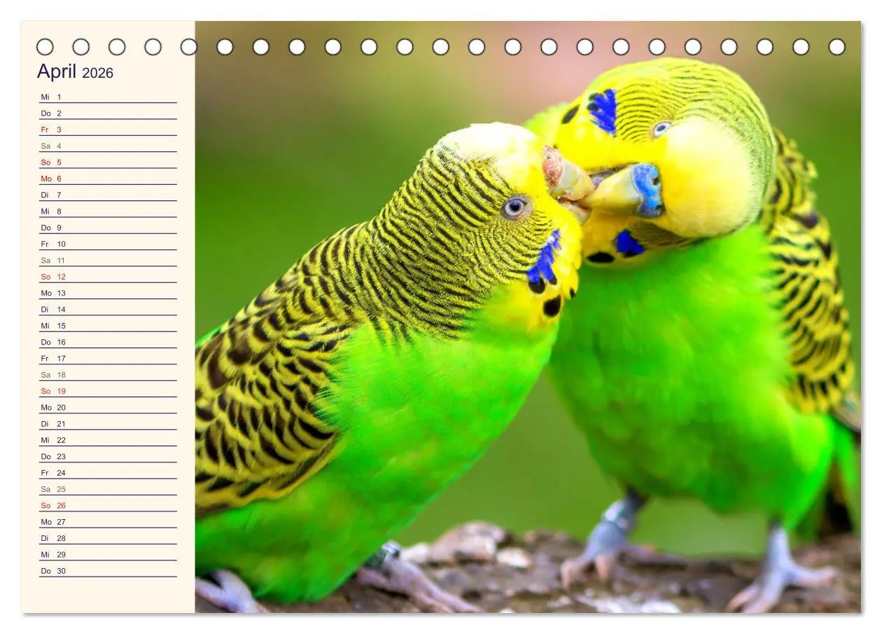 Bild: 9783457619988 | Bezaubernde Schreihälse. Wellen- und Nymphensittiche (Tischkalender...