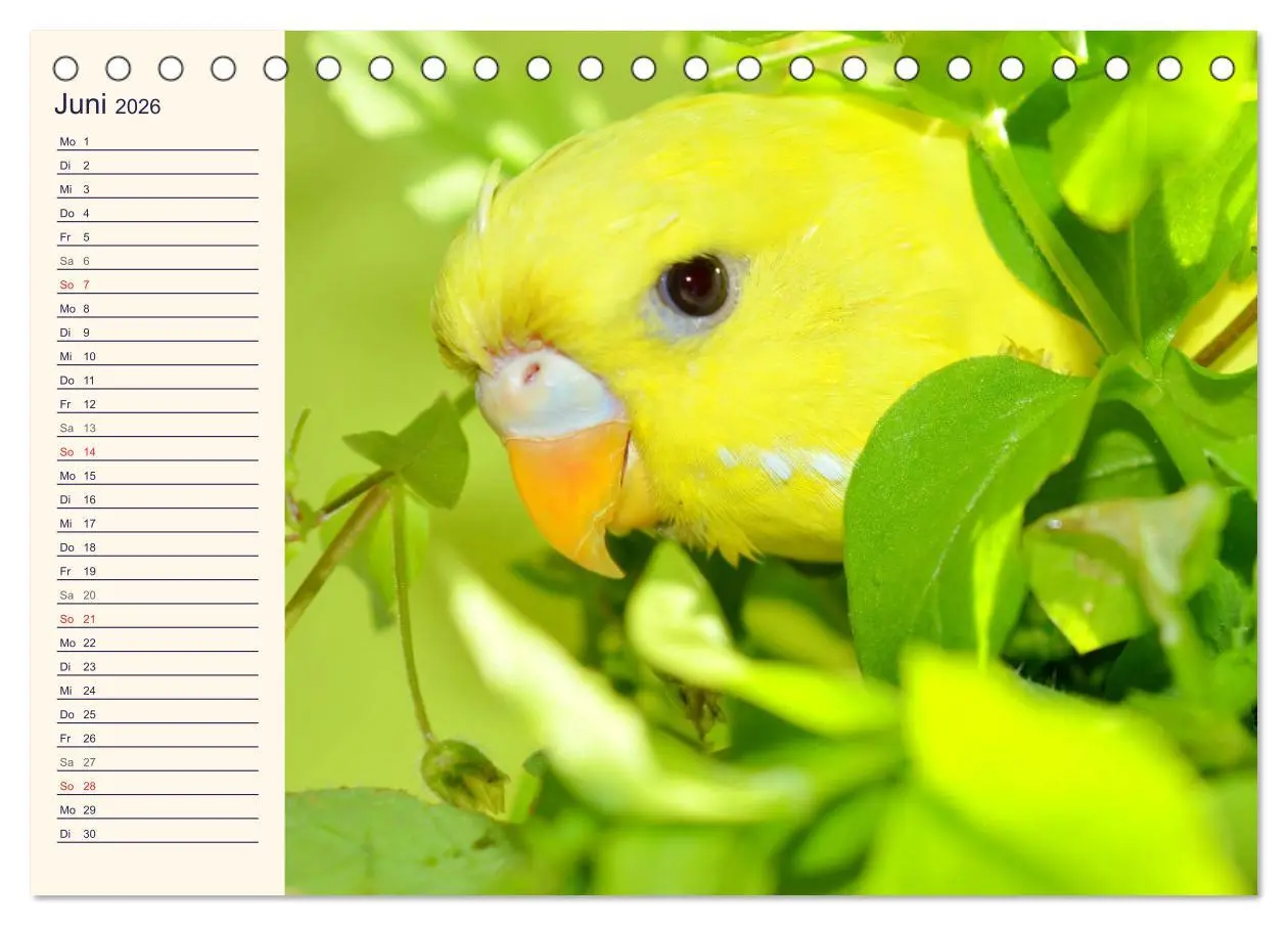 Bild: 9783457619988 | Bezaubernde Schreihälse. Wellen- und Nymphensittiche (Tischkalender...