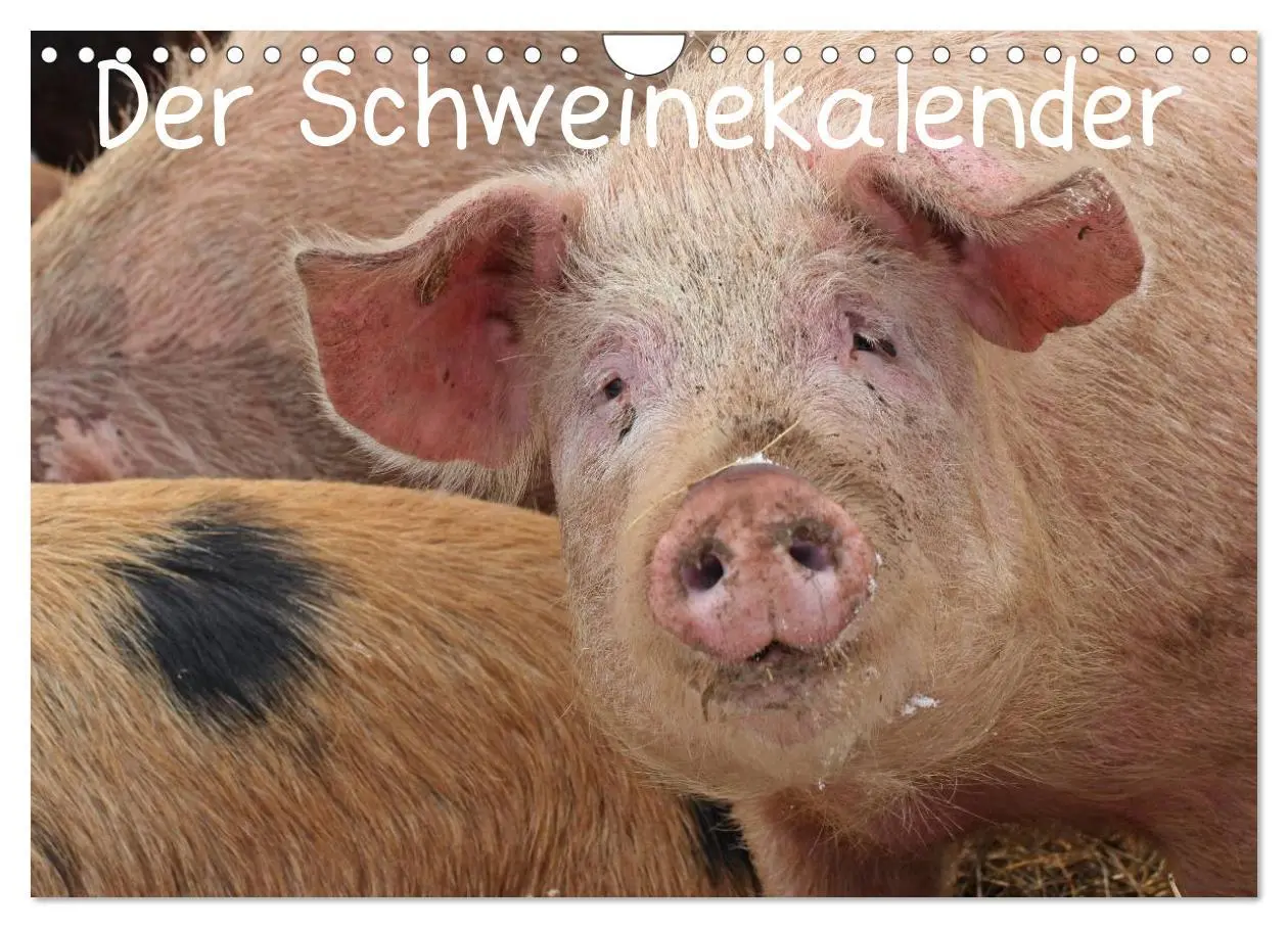 Cover: 9783457970089 | Der Schweinekalender (Wandkalender 2026 DIN A4 quer), CALVENDO...