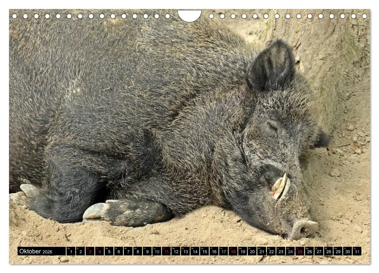 Bild: 9783457970089 | Der Schweinekalender (Wandkalender 2026 DIN A4 quer), CALVENDO...
