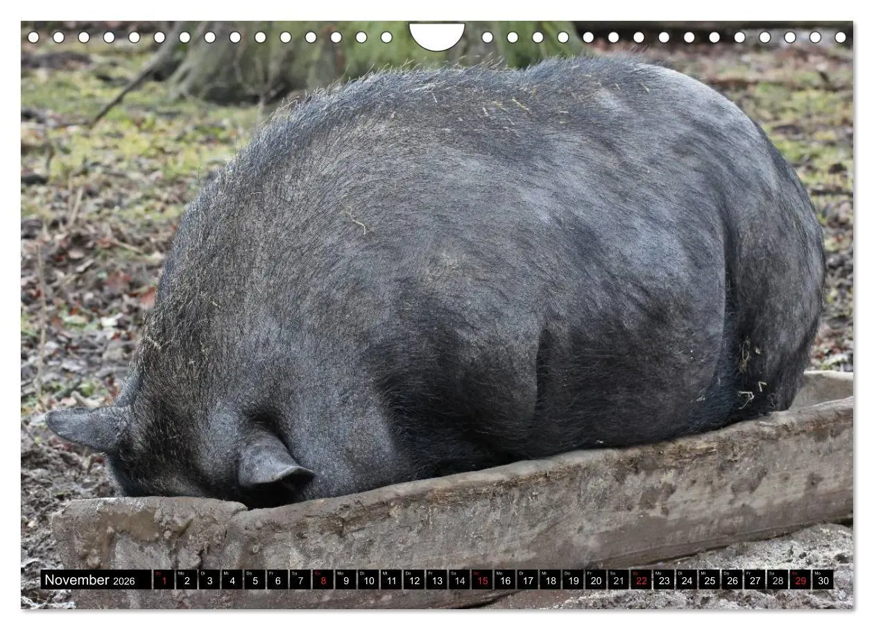 Bild: 9783457970089 | Der Schweinekalender (Wandkalender 2026 DIN A4 quer), CALVENDO...