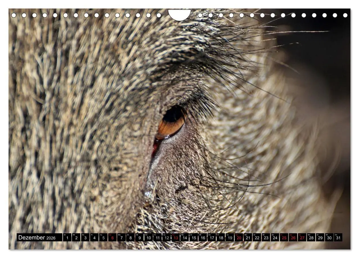 Bild: 9783457970089 | Der Schweinekalender (Wandkalender 2026 DIN A4 quer), CALVENDO...