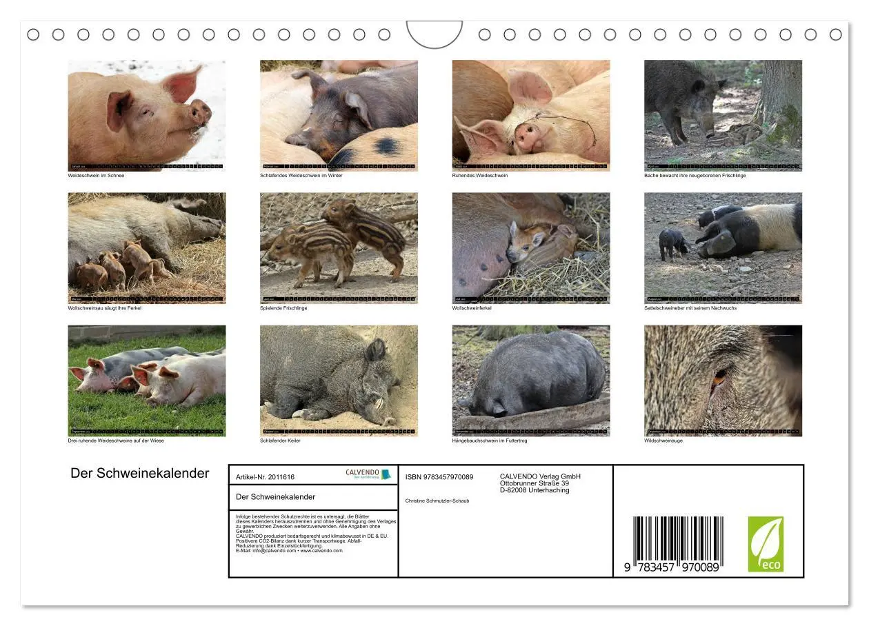 Bild: 9783457970089 | Der Schweinekalender (Wandkalender 2026 DIN A4 quer), CALVENDO...