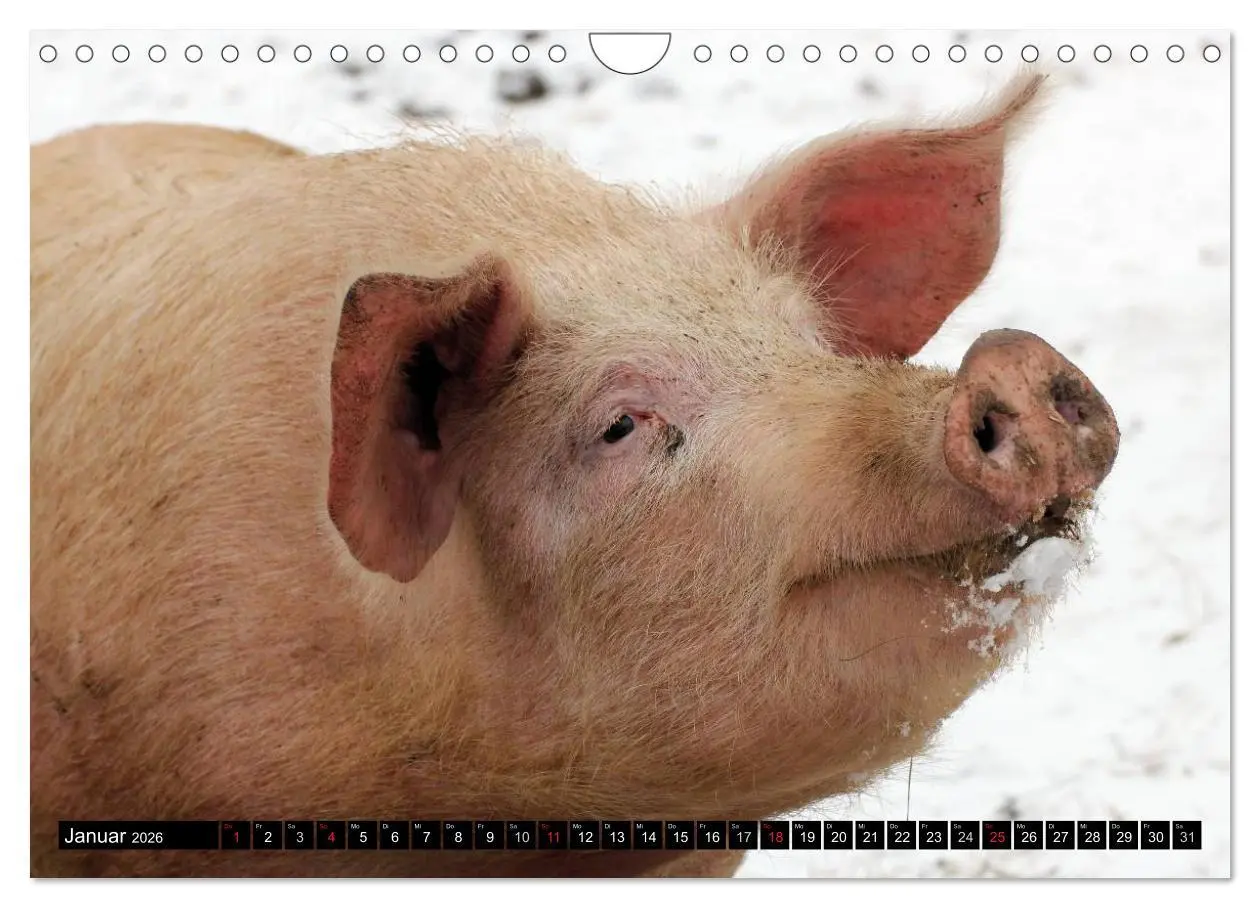 Bild: 9783457970089 | Der Schweinekalender (Wandkalender 2026 DIN A4 quer), CALVENDO...