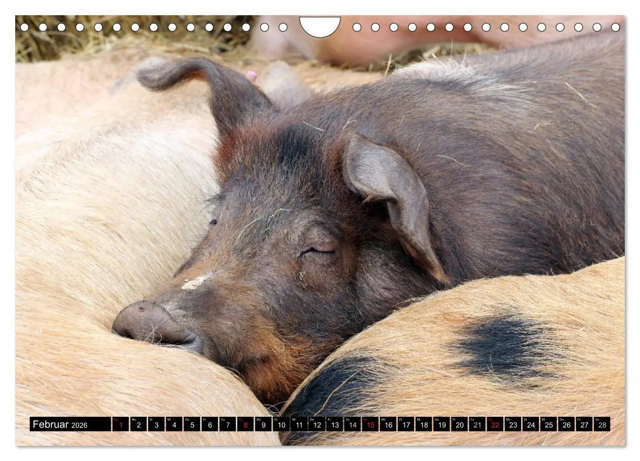 Bild: 9783457970089 | Der Schweinekalender (Wandkalender 2026 DIN A4 quer), CALVENDO...